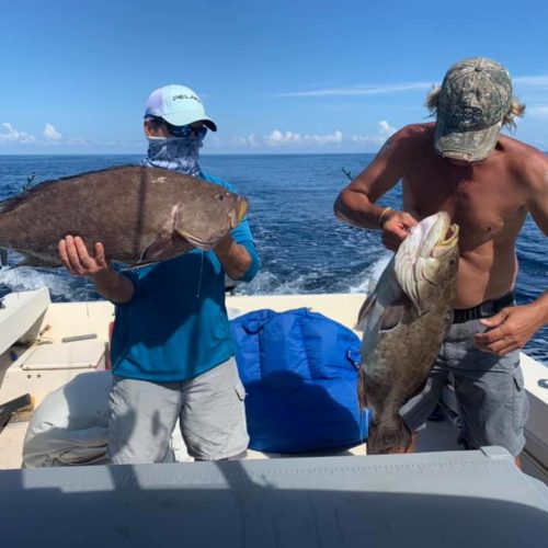 Grouper Daytona Beach